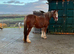 15.2/3hh weight carrier / cob x mare. Absolute happy hacker / low level all rounder. Owner for 13 years.
