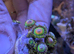 Rasta zoas ( 3 heads)