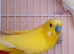 Yellow breeder male
