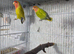 Lovebirds
