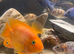 M/f blood parrot fish