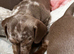 Beautiful Miniature Dachshund Puppies