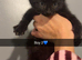 Last 2 Maine coon X kittens
