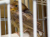 Young canary birds