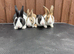 Baby Dutch Rabbits For Sale
