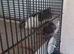 3 Male adorable rats 2 Dumbo 1 regular.