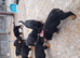 Pedigree Rottweiler puppies