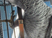 male African grey Glasgow