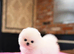 Beautiful Pomeranian puppies ready to leave now