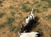 4 patterjack dog pups