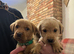 KC reg Labrador pups for sale
