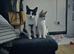 1 black and white female kitten