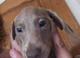 Miniature dachshund