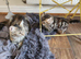Female 5 month ginger silver tabby ,