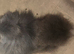Blue adult female pomeranian