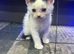 2 kittens left