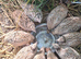 Quails, hatching eggs and chicks for sale