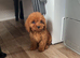 Cavapoo puppies