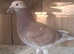 Young birds for sale