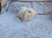 French Lop Rabbits – Ready from 4th September