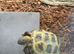 Horsefields Tortoise juvenile