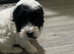 6 beautiful cockapoo puppies F1