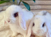 Mini Lop girls (choc & Lilac markings)