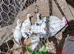 Crollwitzer turkey poults for sale