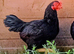 Trio Cornish Game Bantams