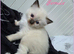 Pure Ragdoll kittens.