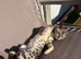 Silver bengal kitten