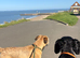 KC Registered Border Terrier for stud. KC name Pebbledyke Pointing