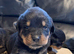 Rottweiler puppies