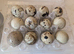Coturnix  Quail eggs