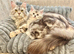 Pure Maine coon silver tabby & brown tabby huge kittens