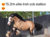 Stunning Traditional Cob Gelding