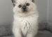 AMAZING QUALITY PEDIGREE RAGDOLL KITTENS