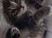 Beautiful Bengal cross kitten for new home