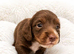 KC Long Hair Miniature Dachshund Puppies
