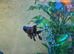 Fancy gold fish x5