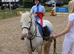 12.2/3H - 4Yo - Blagdon Cob - Gelding - Potential Kids Pony