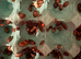 Dubia roaches all size