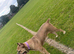 Cane Corso Puppies &ndash; 1 female left!