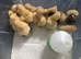Buff Orpington (Large Fowl) unsexed chicks