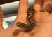 Sand boa