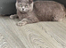 Persian x Ragdoll mix