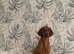 KC Registered Fox Red Labrador Puppy (only 1 left)