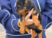 Border x Lakeland terrier pups