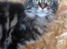 1 Stunning classic tabbie pedigree Mainecoon