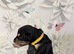 DWKC registered Saluki puppies